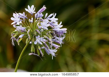 Flowers In The Field
