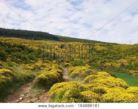 Photography of landscape broom with wind turbine