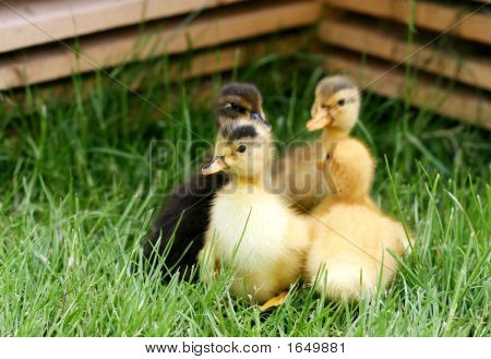 Four Little Ducklings