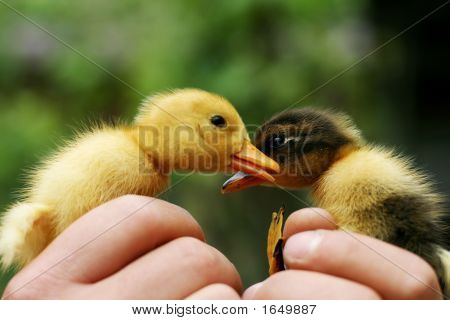 Two Little Ducklings Hold In Hands