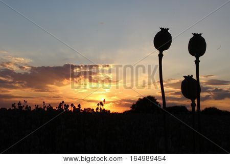 Sunshine in the field full poppy. Silhouette poppy.