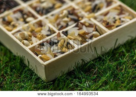 Variety of healthy grains and seeds in a wooden box mostly gluten free with rice, Sensitive Focus