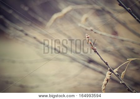 Photographs of morning frost on the buds and twigs.