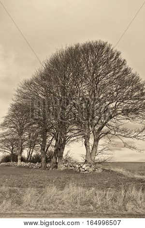 Black and white shot of Trees at a drystone wall at fall