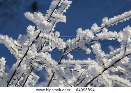 winter tale - large crystals of frost on the branches of tree close up on background of blue sky