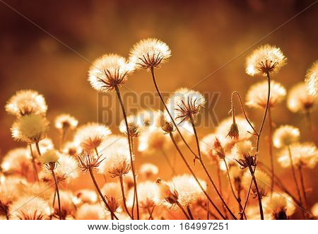 Autumn meadow plants during sunset. Shallow depth of field. Toned image