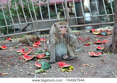 Monkeys Enjoy To Be Eating Watermelon.