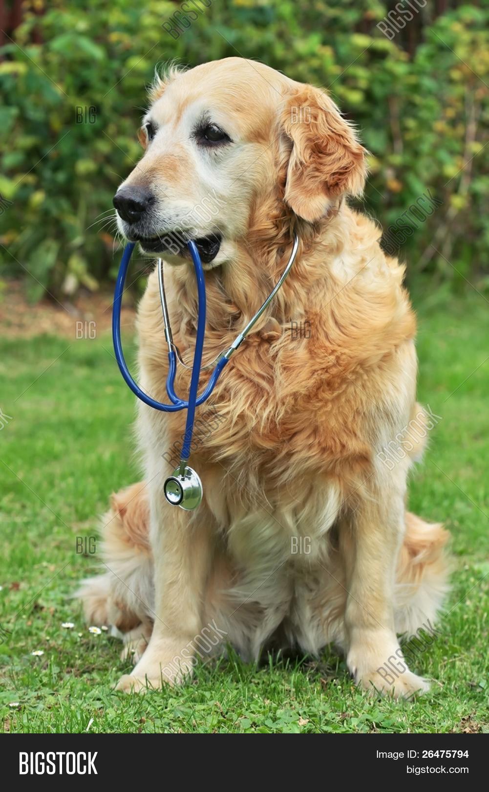Dog Stethoscope On Image & Photo (Free Trial) Bigstock