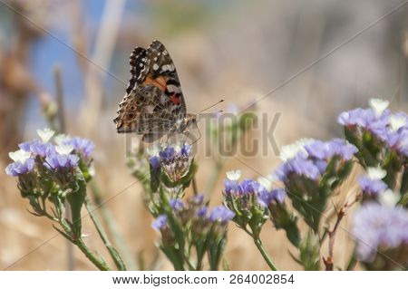 Close Up Butterfly On Phanerogam In Nature