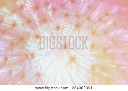 Abstract Background, Dandylion Flower Close Up, Pastel Colors