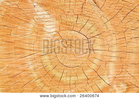 tree stump background - cross section closeup of large tree. only slight levels adjustment, unsharpened.