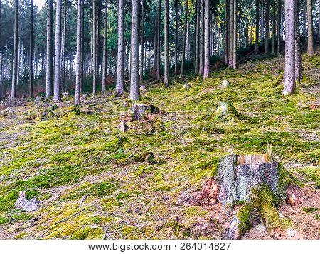 Beautiful Green Hill With Lots Of Trees In A Forest Landscape Of Germany Wasserfall