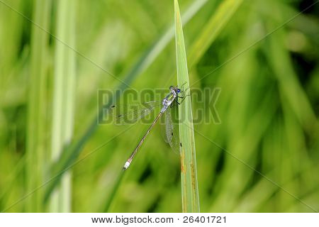 Dragonfly.