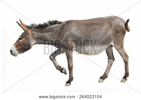 A Donkey Is Coming Isolated A On White Background