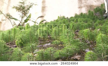 Fresh Green Grove Of Horsetails Herbal Stems Moving With The Wind, Blur Photo