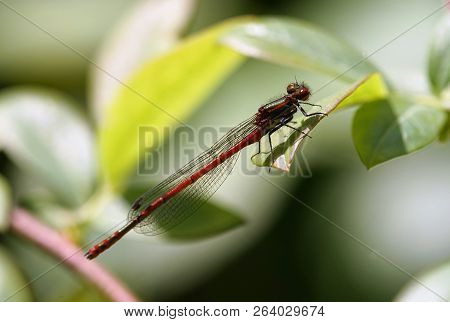 Red Dragonfly Pyrrhosoma Nymphula At A Pond