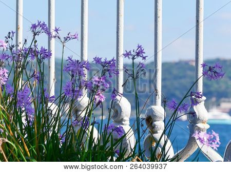A View Of The Bosphorus Through Lilac Flowers And A White Lattice Close-up. Soft Focus.