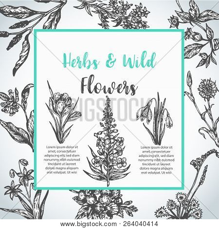 Background With Hand Drawn Herbs And Wild Flowers Vintage Collection Of Plants Floral Invitation Vec