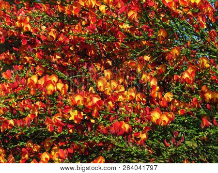 Cytisus Scoparius Spring Blooming Bush With Red Blossom