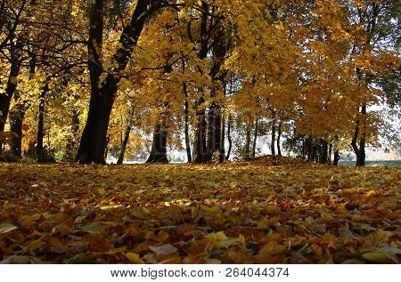 In The Park Bright Yellow Foliage Decorates All Trees And The Earth Under Them.
