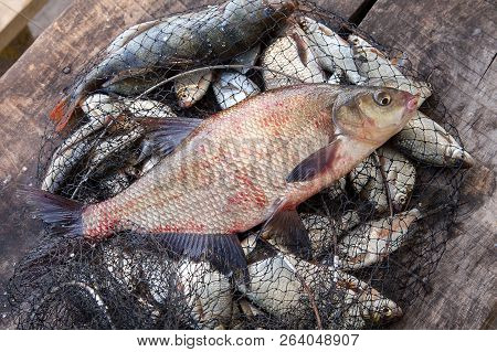 Trophy Fishing. Big Freshwater Common Bream Fish On Landing Net..