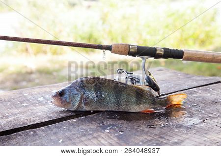 Trophy Fishing. Big Freshwater Perch And Fishing Equipment On Wooden Background..