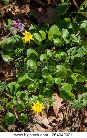 Group Of Marsh Marigold (caltha Palustris) Blooming In Spring Forest.