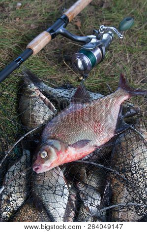 Big Freshwater Common Bream Fish And Fishing Rod With Reel On Landing Net.