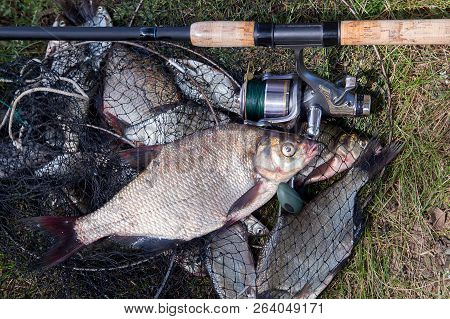Big Freshwater Common Bream Fish And Fishing Rod With Reel On Landing Net.