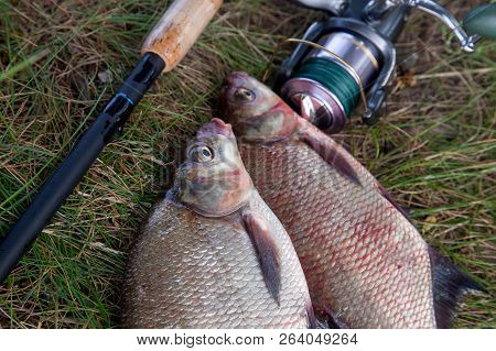 Successful Fishing -  Two Big Freshwater Bream Fish And Fishing Rod With Reel On Natural Background.