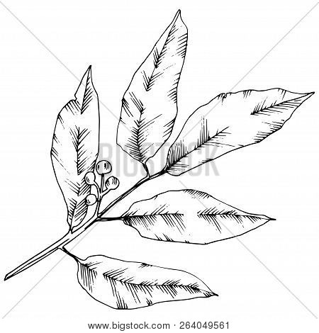 Vector Laurus Leaf. Leaf Plant Botanical Garden Floral Foliage. Isolated Illustration Element.