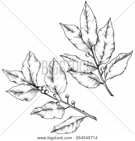 Vector Laurus Leaf. Leaf Plant Botanical Garden Floral Foliage. Isolated Illustration Element.