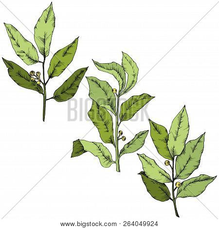 Vector Green Laurus Leaf. Leaf Plant Botanical Garden Floral Foliage. Isolated Illustration Element.