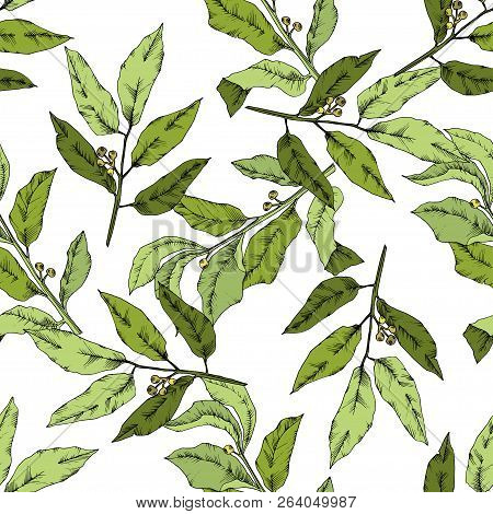 Vector Green Laurus Leaf. Leaf Plant Botanical Garden Floral Foliage. Seamless Background Pattern.