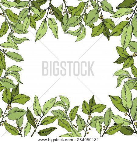 Vector Green Laurus Leaf. Leaf Plant Botanical Garden Floral Foliage. Frame Border Ornament Square.