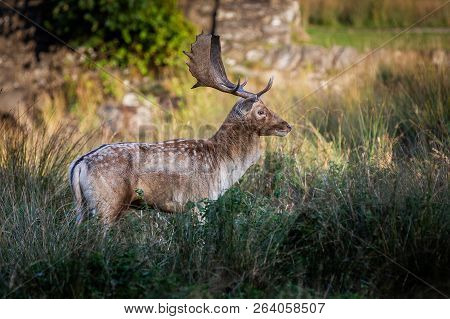 Fallow Deer Stag Pictured In The Uk