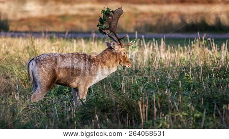 Fallow Deer Stag Pictured In The Uk
