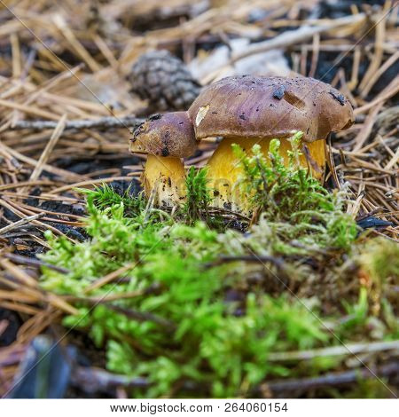 Mushroom (boletus Badius), One Of The Edible Mushrooms, Growing In Summer And Autumn