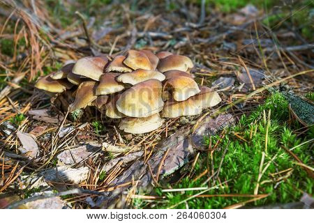 Mushrooms Honey Agarics Grow On The Ground, In The Forest