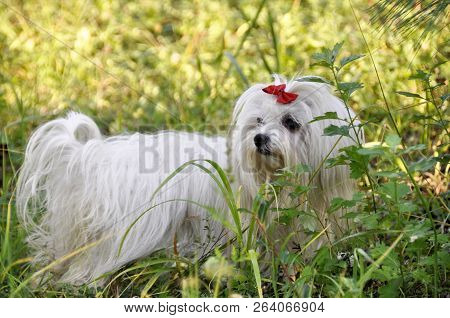 Small Dog Maltezer, In The Autumn Forest