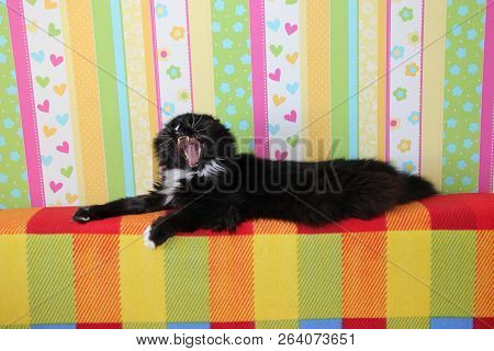 Black Cat Laying On Colored Back Of Sofa And Yawning. Domectic Animal Has A Rest