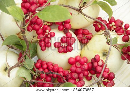 Red Schisandra And White Apples. Still Life With Ripe Schizandra And Apples