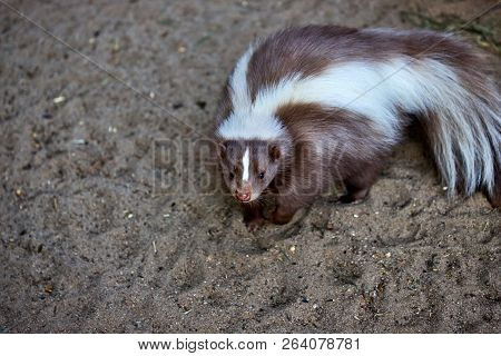 Portrait Of Mephitidae Is A Family Of Mammals Comprising The Skunks And Stink Badgers. Photography O