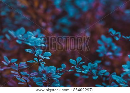 Turquoise And Blue Barberry Bushes, Background For Design