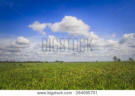 Green Grassland And Blue Sky With White Clouds