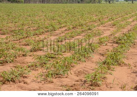 Early-stage Cassava Plantation. Photo Of Brazil. Brazilian Economy