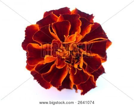 Rote maringold