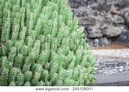 Cactus In The Yard Of Acicastello - Ancient Norman Castle In Acitrezza, Catania, Sicily