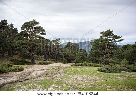 Scots Pine Forest In Guadarrama Mountains National Park, Province Of Madrid, Spain. Photo Taken From