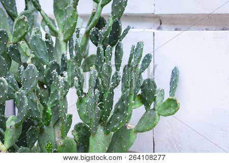Cactus Opuntia, As Known As Ficus-indica In The Yard Of Acicastello - Ancient Norman Castle In Acitr